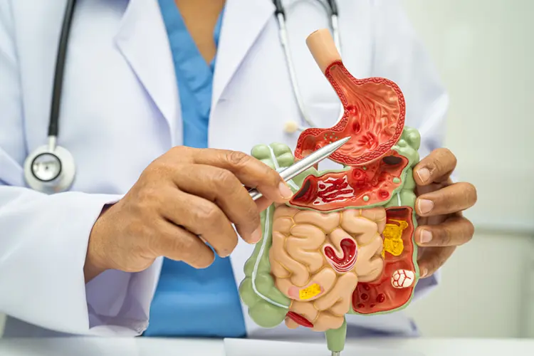 Akkermansia muciniphila — keystone gut bacterium and mucus layer